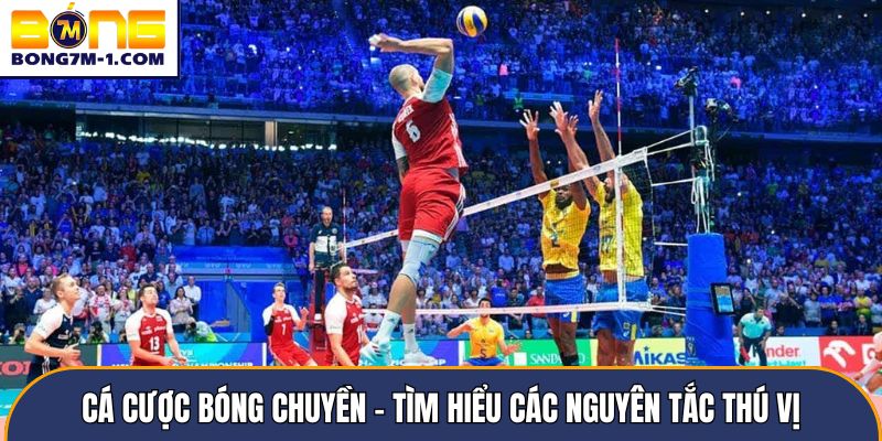 Cá cược bóng chuyền